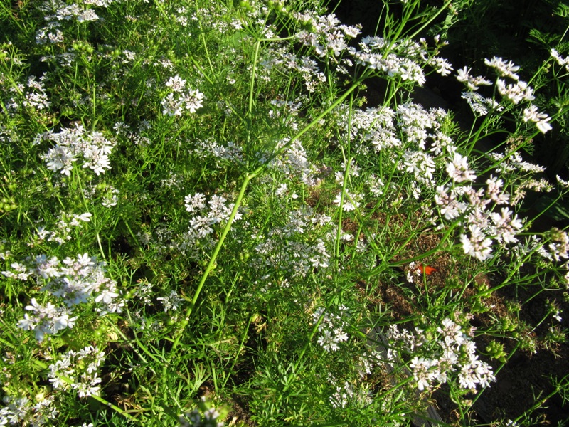 Image of Coriandrum sativum specimen.