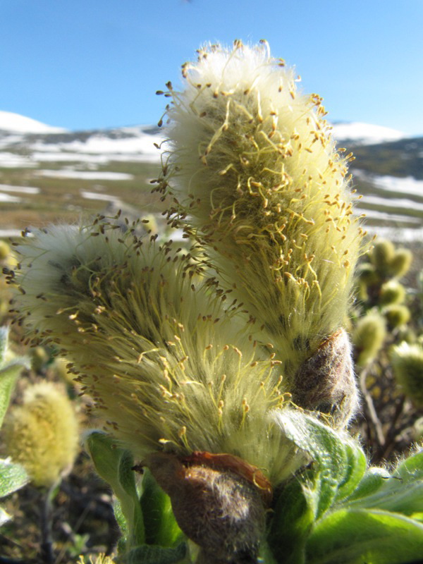 Image of Salix lanata specimen.