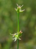 Juncus ambiguus. Верхушка цветущего побега. Нидерланды, провинция Groningen, Haren, канава с медленно текущей водой. 27 июля 2008 г.