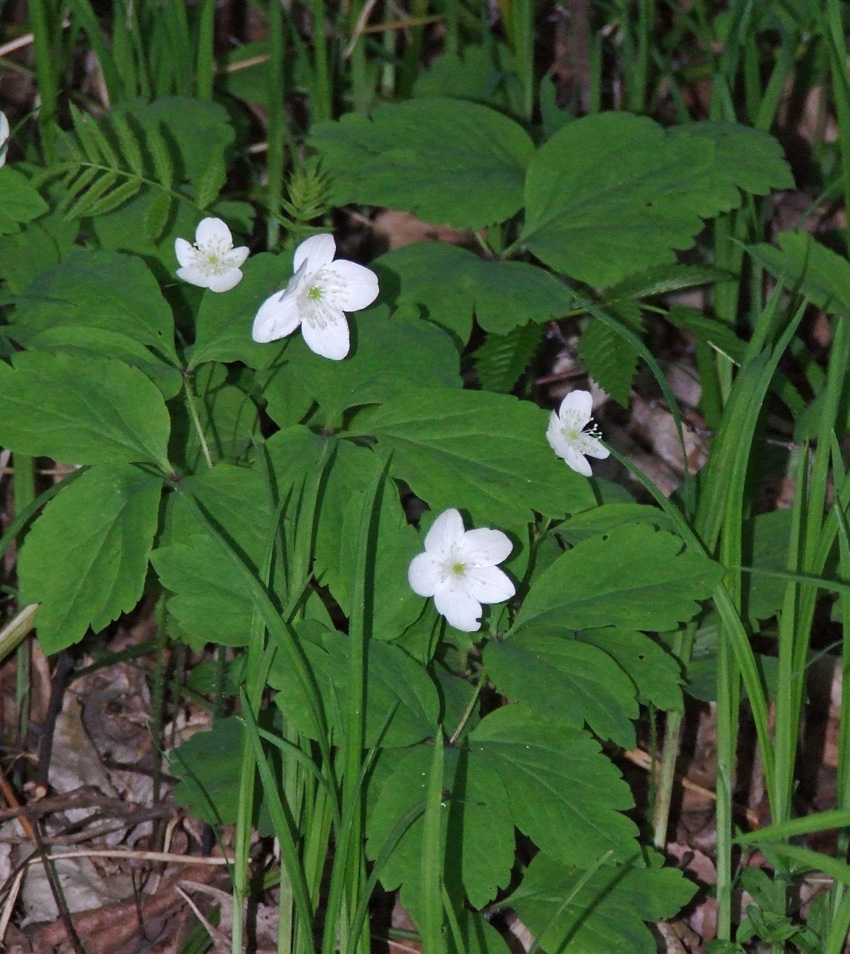 Image of Anemone udensis specimen.