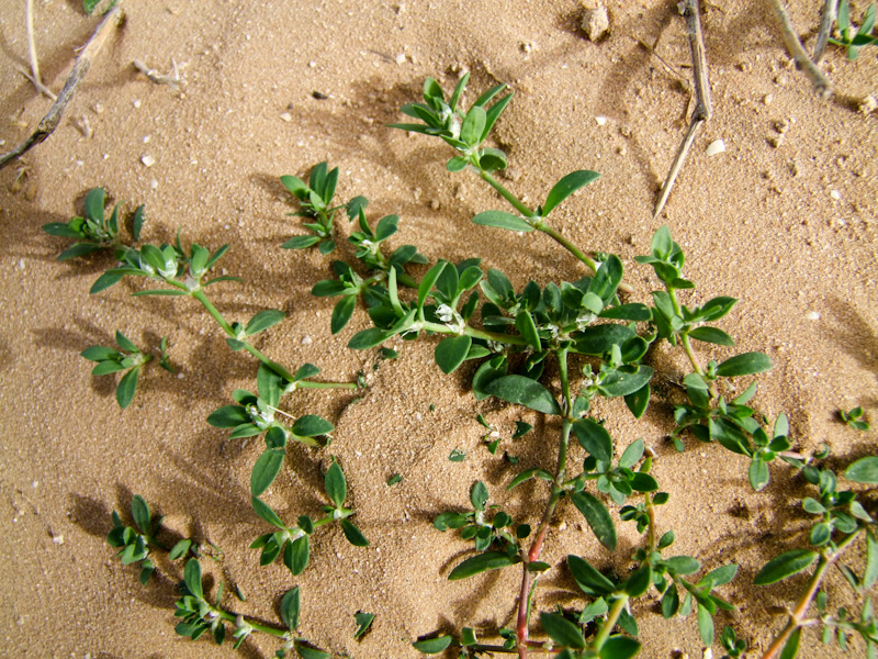 Image of Paronychia argentea specimen.