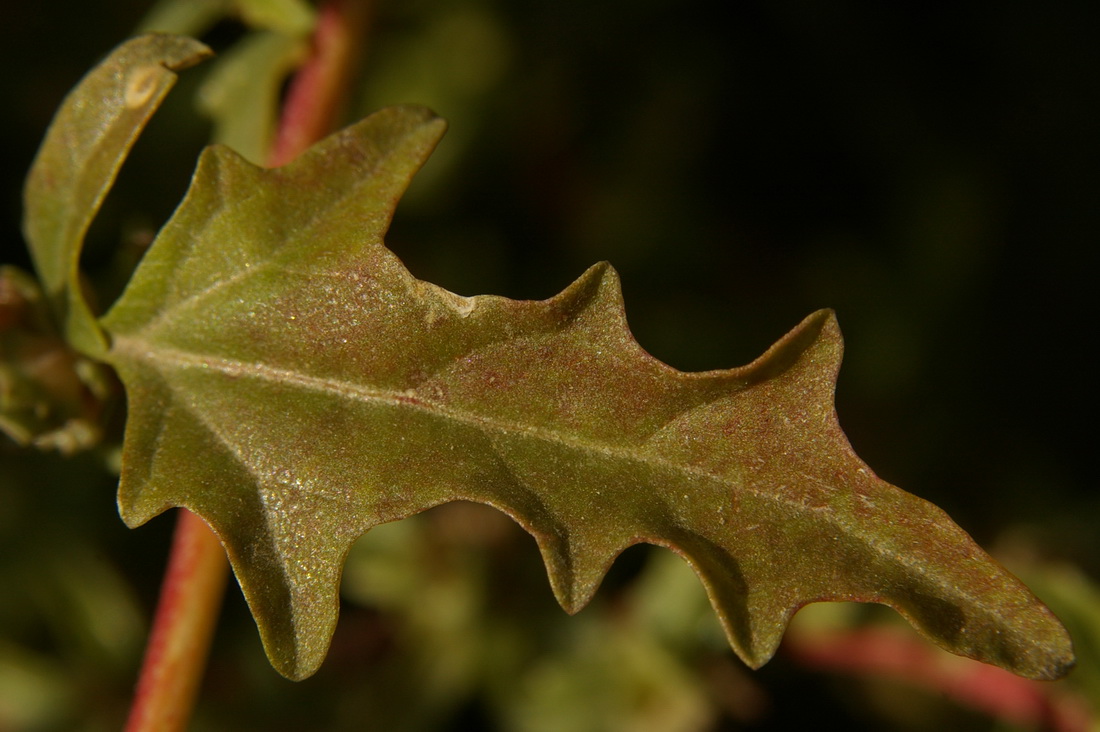 Image of Atriplex tatarica specimen.