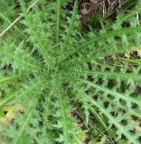 Cirsium palustre