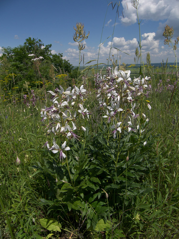 Изображение особи Dictamnus caucasicus.