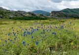 Delphinium