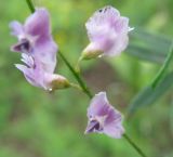 Astragalus tenuis. Часть соцветия. Читинская обл., окр. с. Нерчинский Завод. 02.08.2011.