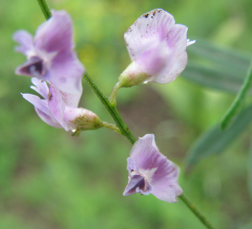 Image of Astragalus tenuis specimen.