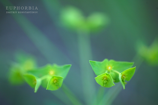 Изображение особи Euphorbia taurinensis.