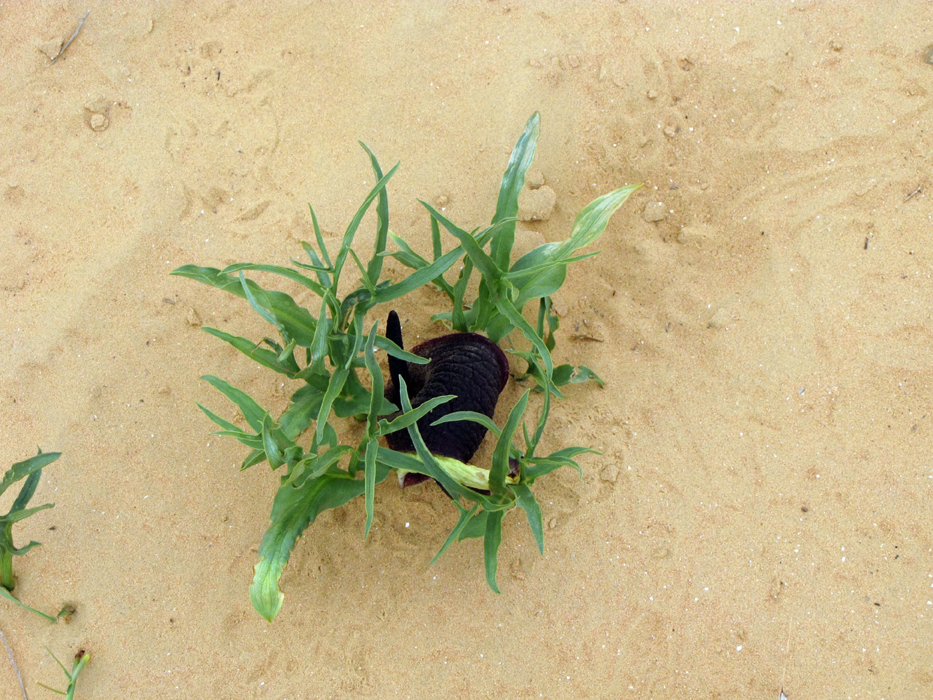 Image of Eminium spiculatum specimen.