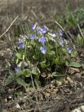 Viola rupestris