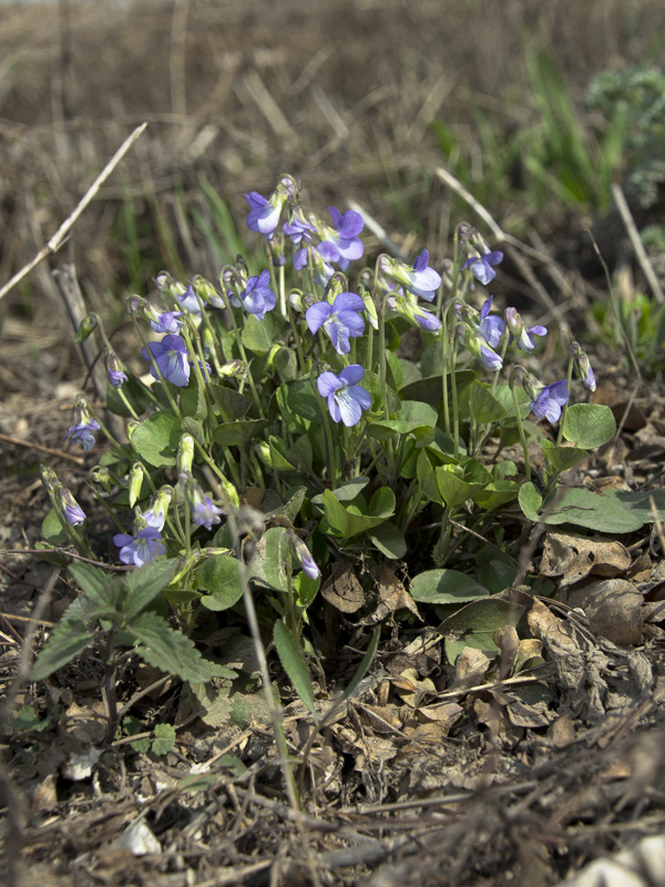 Image of Viola rupestris specimen.