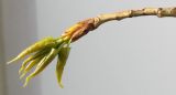 Populus nigra. Верхушка ветки с развивающимся побегом. Германия, г. Кемпен, в парке. 26.04.2012.