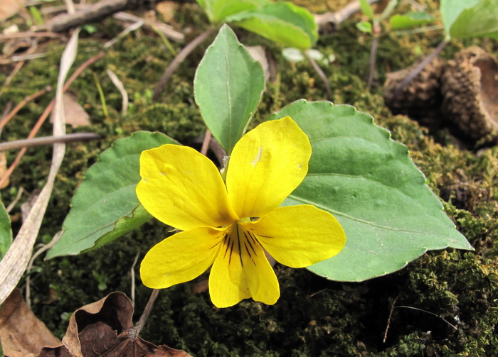 Image of Viola xanthopetala specimen.