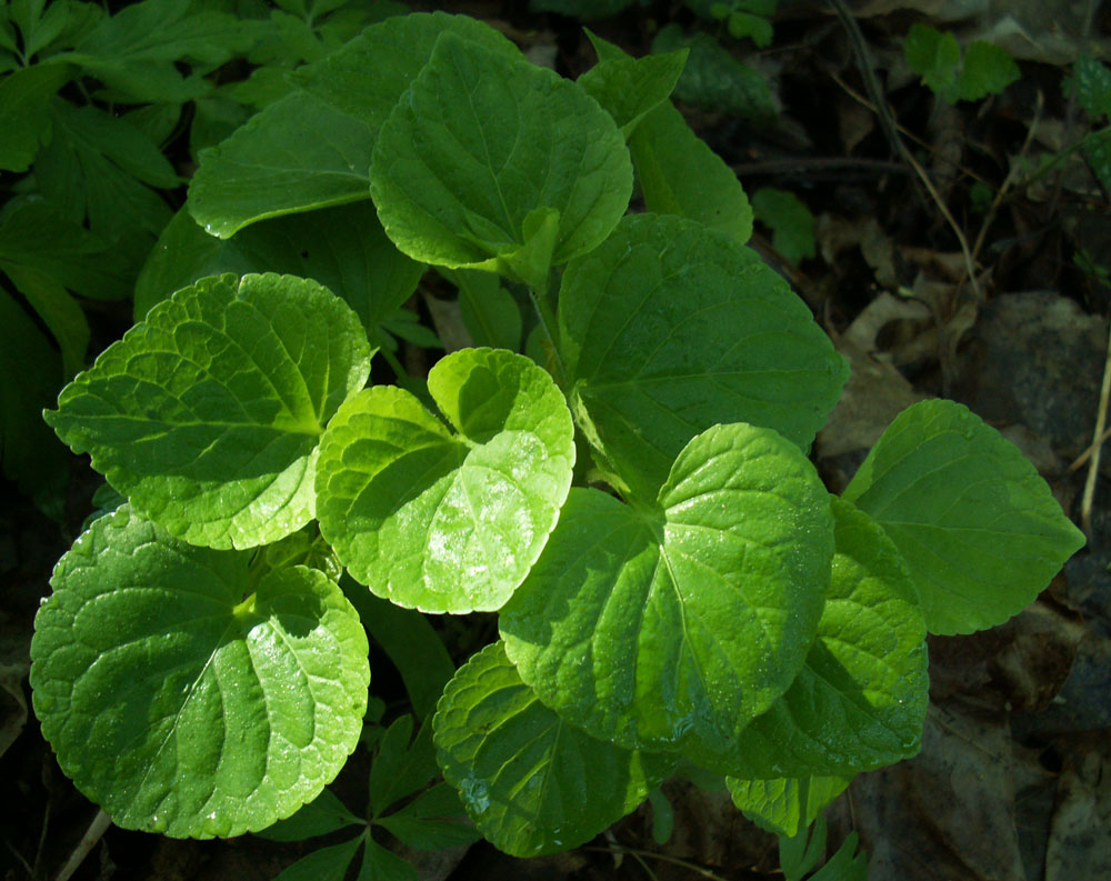 Изображение особи Viola mirabilis.