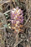 Orobanche gigantea