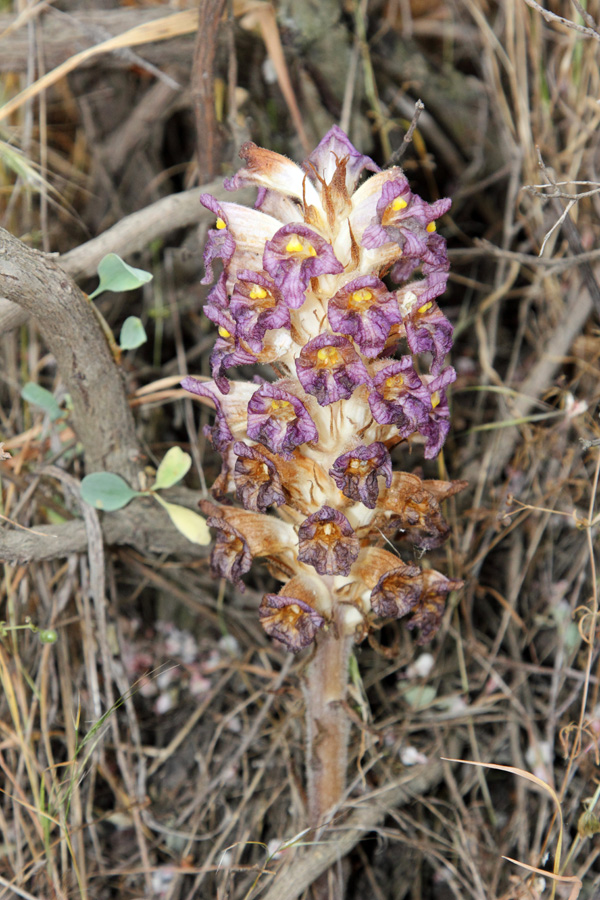 Image of Orobanche gigantea specimen.
