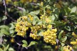 Berberis sphaerocarpa. Соцветия. Южный Казахстан, хр. Таласский Алатау, ущ. Коксай, 300 м ниже кордона заповедника \"Аксу-Джабаглы\". 06.06.2008.