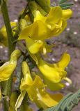 Astragalus caraganae