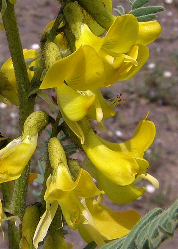 Изображение особи Astragalus caraganae.