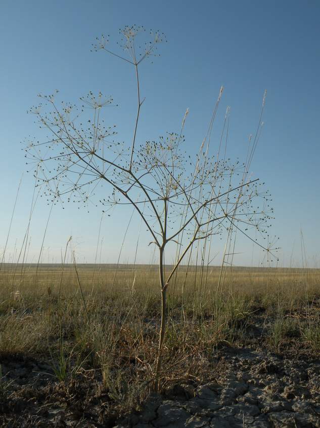 Image of Eriosynaphe longifolia specimen.