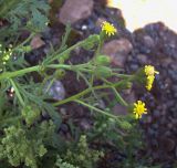 Senecio viscosus. Верхушка цветущего растения. Курская обл., г. Железногорск, ж.д. в окр. ст. Мицень. 22 июля 2007 г.