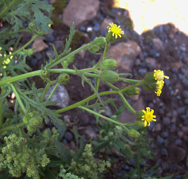 Изображение особи Senecio viscosus.