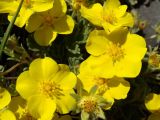 Potentilla acaulis