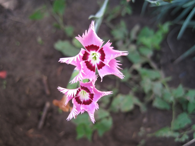Image of genus Dianthus specimen.