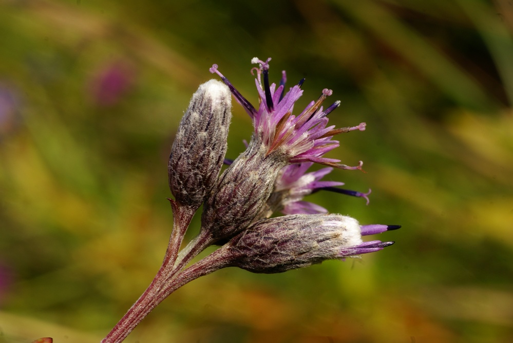 Изображение особи Saussurea amurensis.