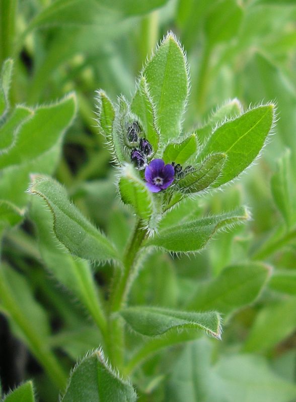 Image of Asperugo procumbens specimen.