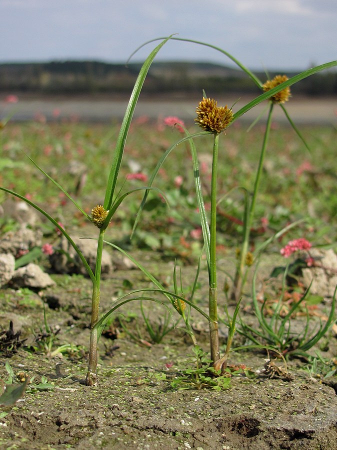 Изображение особи Cyperus glomeratus.