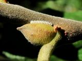 Salix cinerea. Часть побега с генеративной почкой и кладкой яиц насекомого(?). Окр. Архангельска, окраина небольшой дороги. 27.08.2012.
