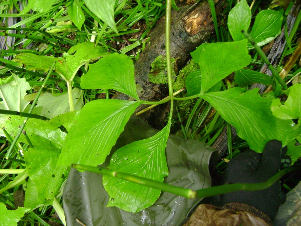 Image of genus Arisaema specimen.