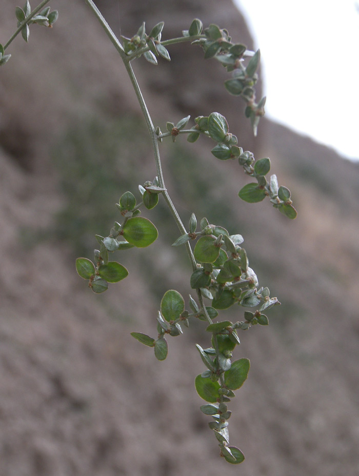 Изображение особи Atriplex aucheri.