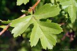 Crataegus rhipidophylla