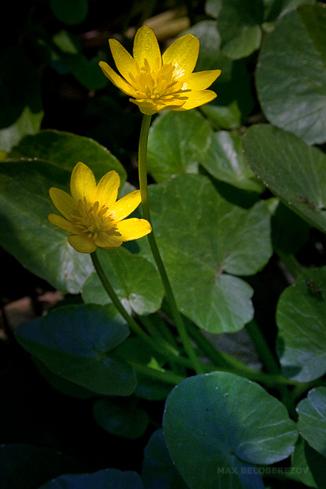 Image of Ficaria verna specimen.