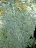 Artemisia arborescens. Лист. Израиль, г. Беэр-Шева, в цветочном магазине в качестве ароматической культуры. 08.12.2012.