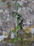 Campanula erinus