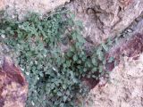 Campanula incanescens. Цветущее растение. Киргизия, Баткенская обл., северный склон Алайского хр. 28 июня 2008 г.