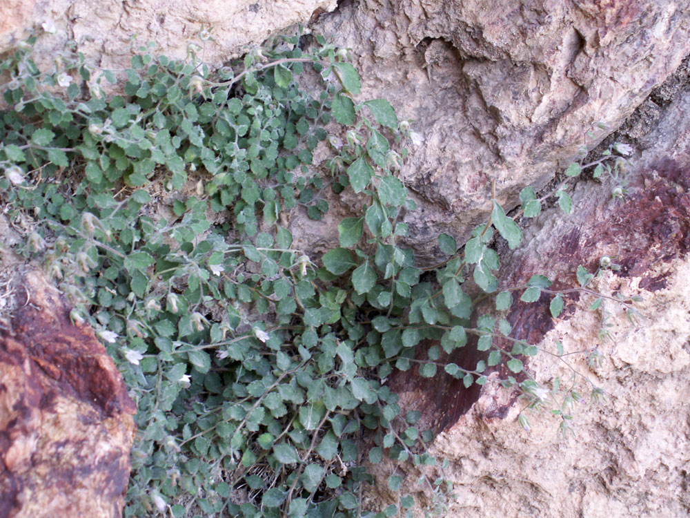 Image of Campanula incanescens specimen.