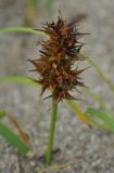 Carex macrocephala. Соплодие. Приморье, бухта Русская. 09.08.2012.