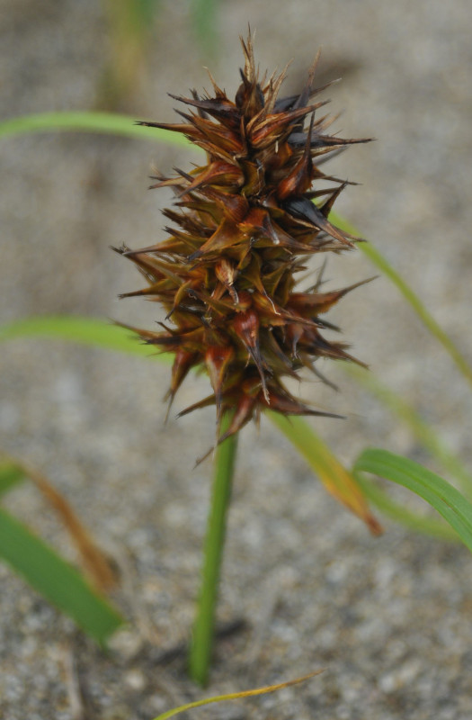 Изображение особи Carex macrocephala.