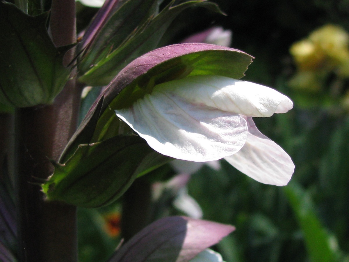 Изображение особи Acanthus mollis.