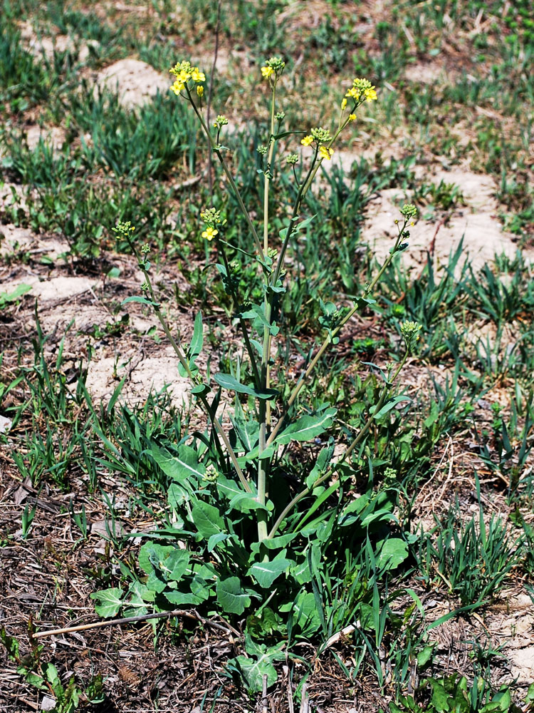 Изображение особи Brassica campestris.