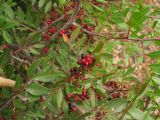 Pistacia lentiscus. Верхушка плодоносящего побега. Испания, Каталония, провинция Girona, Costa Brava, окрестности населённого пункта Sant Feliu de Guíxols, в подлеске соснового леса. 24 октября 2008 г.