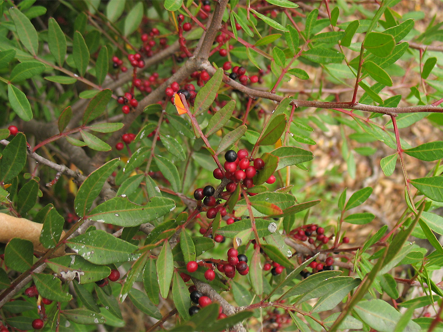 Image of Pistacia lentiscus specimen.