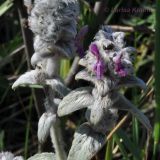 Stachys velata