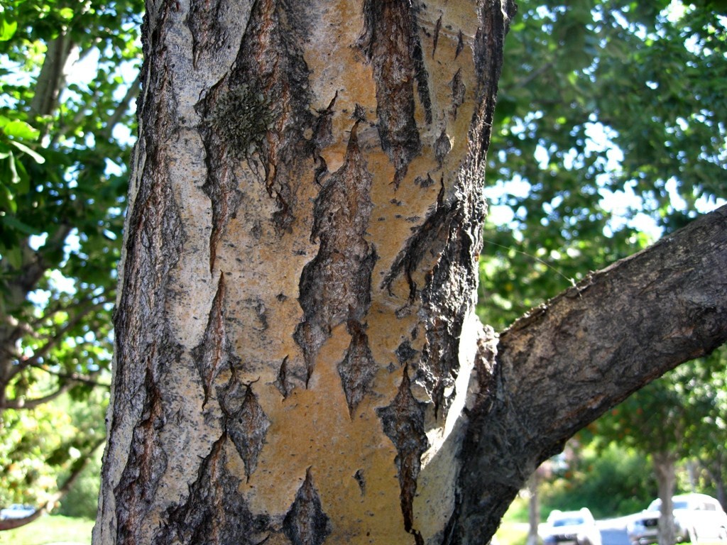 Image of Populus suaveolens specimen.