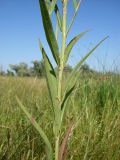 Lythrum virgatum