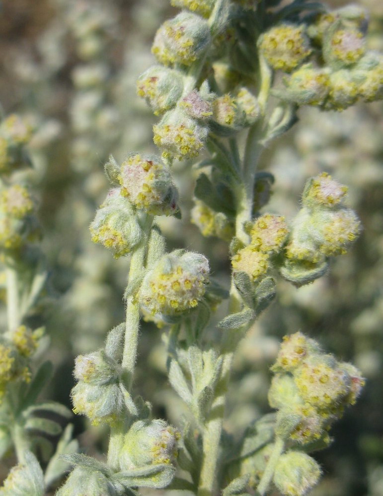 Image of Artemisia caucasica specimen.